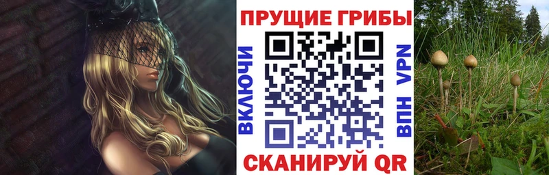 Галлюциногенные грибы Psilocybine cubensis  закладки  Плавск 